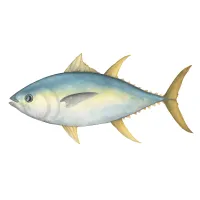 キハダマグロのイラスト