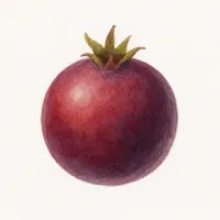 ザイフリボクのイラスト