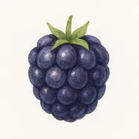 ブラックベリーのイラスト