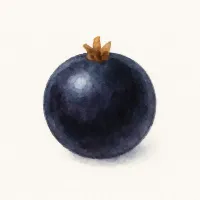 カシスのイラスト