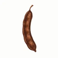 イナゴマメのイラスト