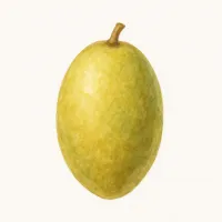カンランのイラスト