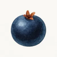 ガンコウランのイラスト