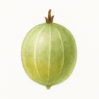 スグリのイラスト