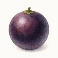 ジャボチカバのイラスト