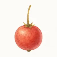 ナンヨウザクラのイラスト