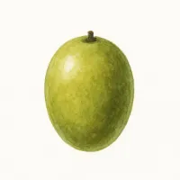 オリーブのイラスト