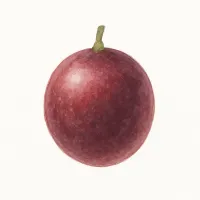 パッションフルーツのイラスト