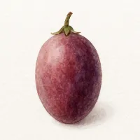 ムベのイラスト