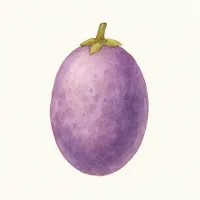 ミツバアケビのイラスト