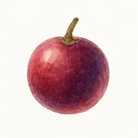 ハクサンボクのイラスト