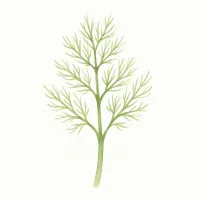 ウイキョウのイラスト