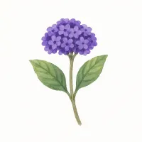 ヘリオトロープのイラスト