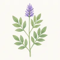 リコリスのイラスト