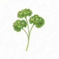 パセリのイラスト