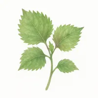 シソのイラスト