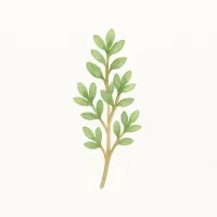 タイムのイラスト