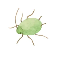 アブラムシのイラスト