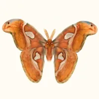 ヨナグニサンのイラスト