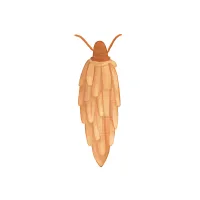 ミノムシのイラスト