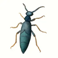 ツチハンミョウのイラスト