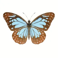 アサギマダラのイラスト