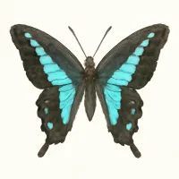 アオスジアゲハのイラスト