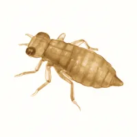 ヤゴのイラスト