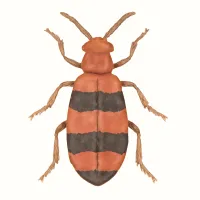 ヒラズゲンセイのイラスト