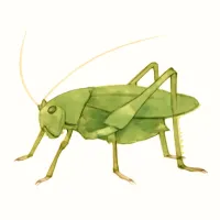 クツワムシのイラスト