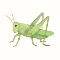 バッタのイラスト