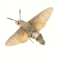 ホウジャクのイラスト