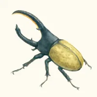 ヘラクレスオオカブトのイラスト