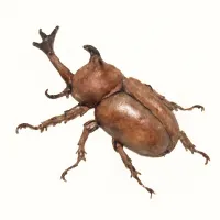カブトムシのイラスト