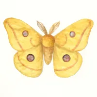 クスサンのイラスト