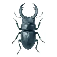 オオクワガタのイラスト