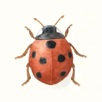 テントウムシのイラスト