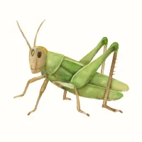 イナゴのイラスト