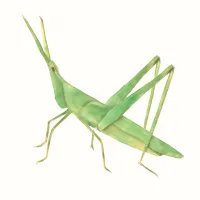 ショウリョウバッタのイラスト