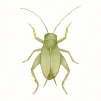 マツムシのイラスト