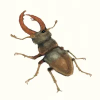 ノコギリクワガタのイラスト