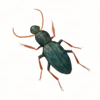 マイマイカブリのイラスト