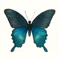 カラスアゲハのイラスト