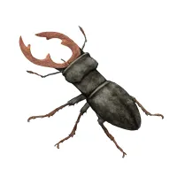 クワガタムシのイラスト
