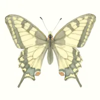 アゲハチョウのイラスト