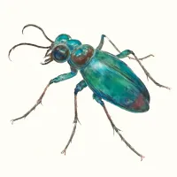 ハンミョウのイラスト