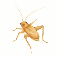 カネタタキのイラスト