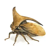 ミミズクのイラスト