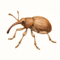 ゾウムシのイラスト