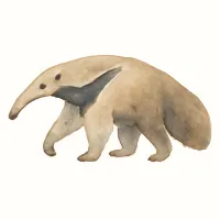 アリクイのイラスト